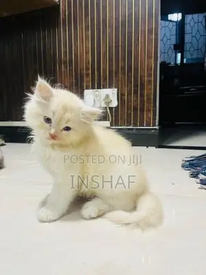 Persian Kittens