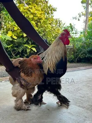 Brahma Chicken