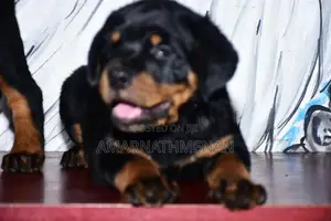 Rottweiler Puppies