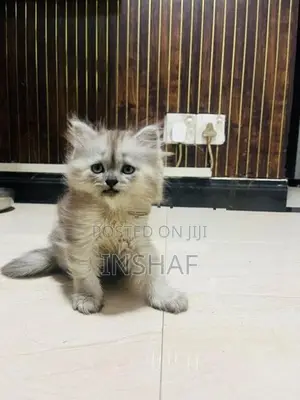 Persian Kittens