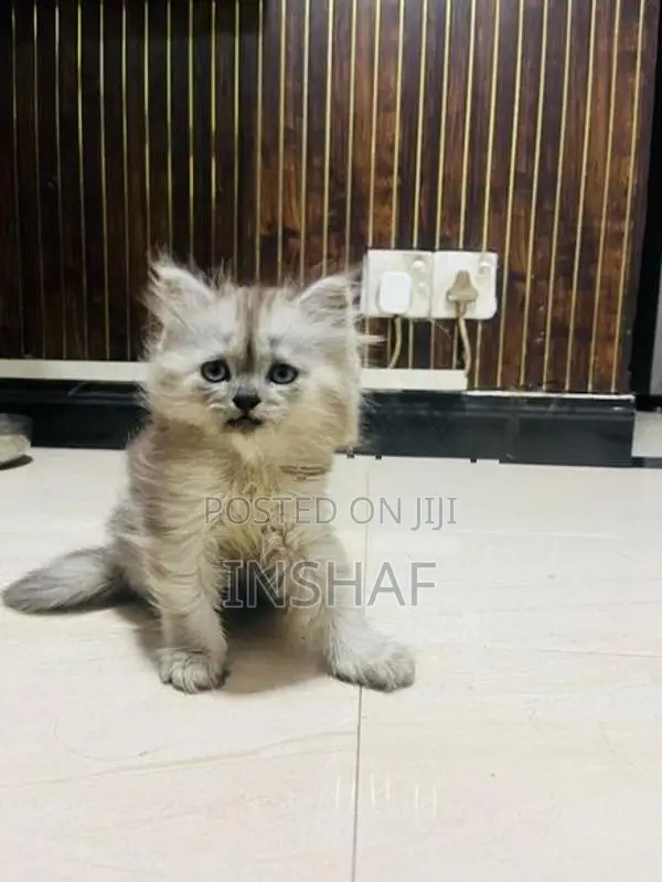 Persian Kittens