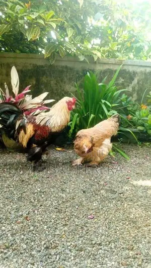 Brahma Chicken