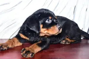 Rottweiler Puppies