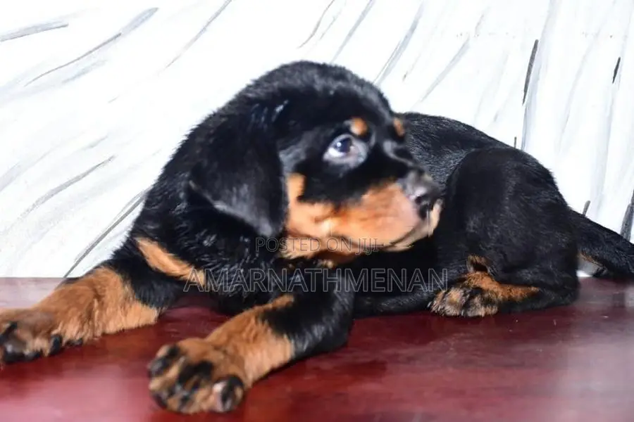 Rottweiler Puppies