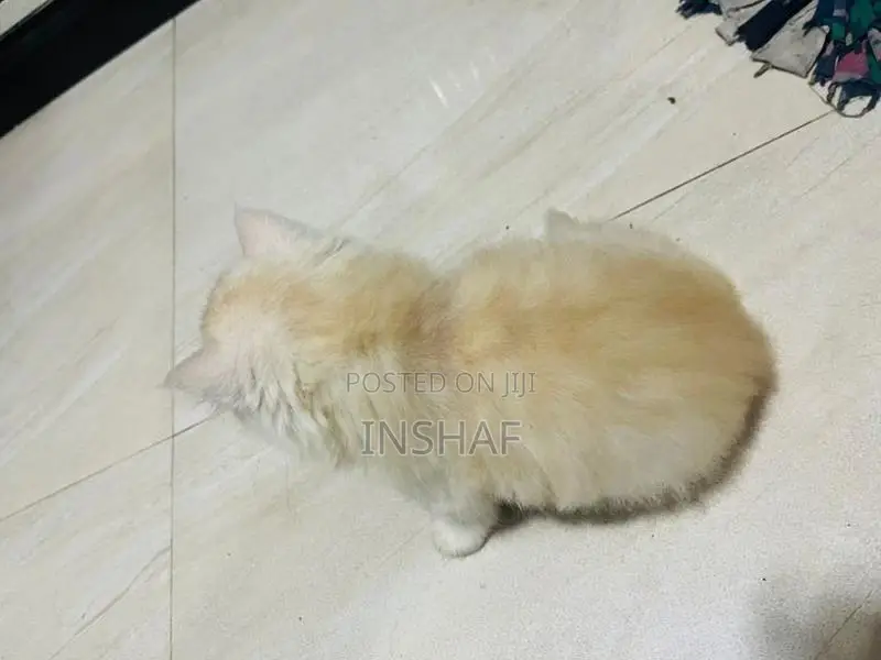 Persian Kittens
