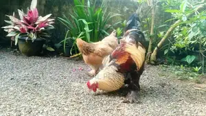 Brahma Chicken