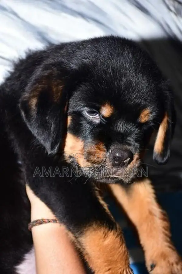 Rottweiler Puppies