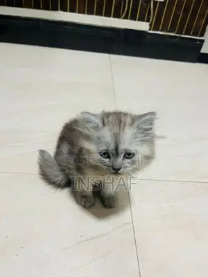 Persian Kittens