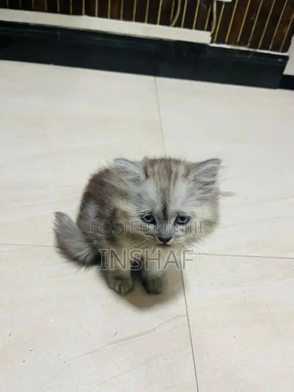 Persian Kittens