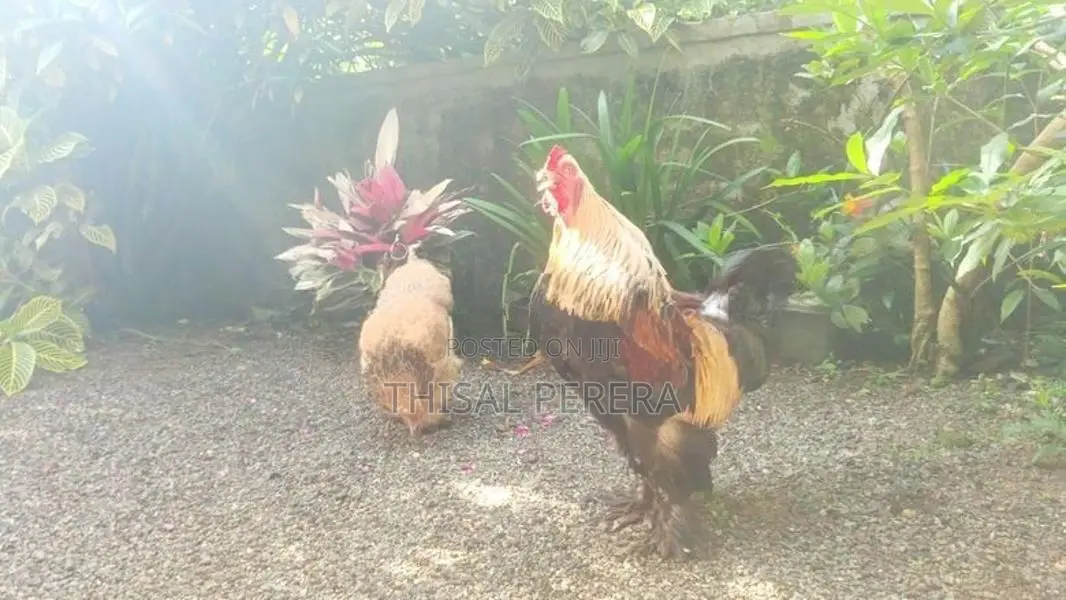 Brahma Chicken