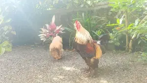 Brahma Chicken
