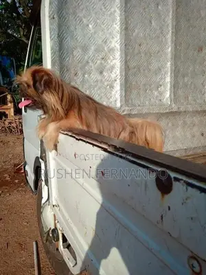 Shih Tzu Female Puppy