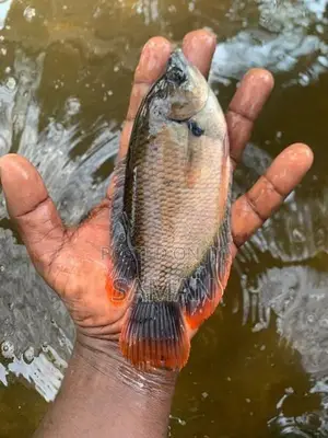 Red Fin Gourami Fish