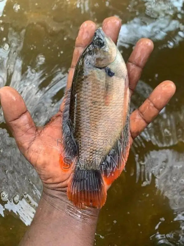 Red Fin Gourami Fish