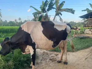 කිරි එලදෙන පැටියා