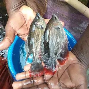 Red Fin Gourami Fish