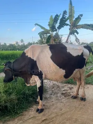 කිරි එලදෙන පැටියා