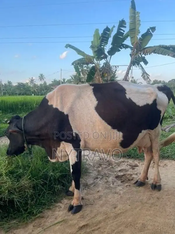 කිරි එලදෙන පැටියා