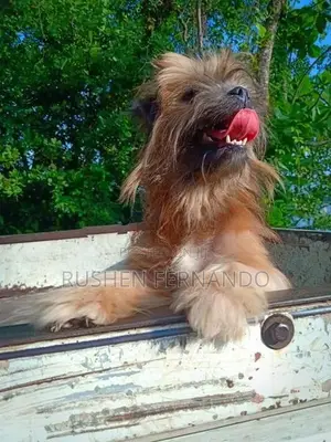 Shih Tzu Female Puppy