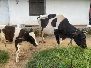 කිරි එලදෙන පැටියා