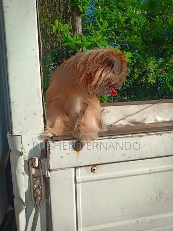 Shih Tzu Female Puppy