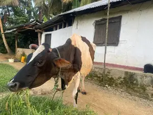 කිරි එලදෙන පැටියා