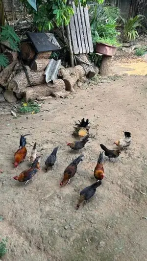 Bantam Chicken