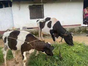 කිරි එලදෙන පැටියා