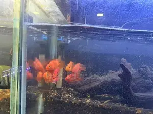 Parrot Fish 3 Inches