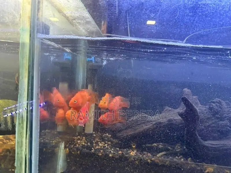 Parrot Fish 3 Inches