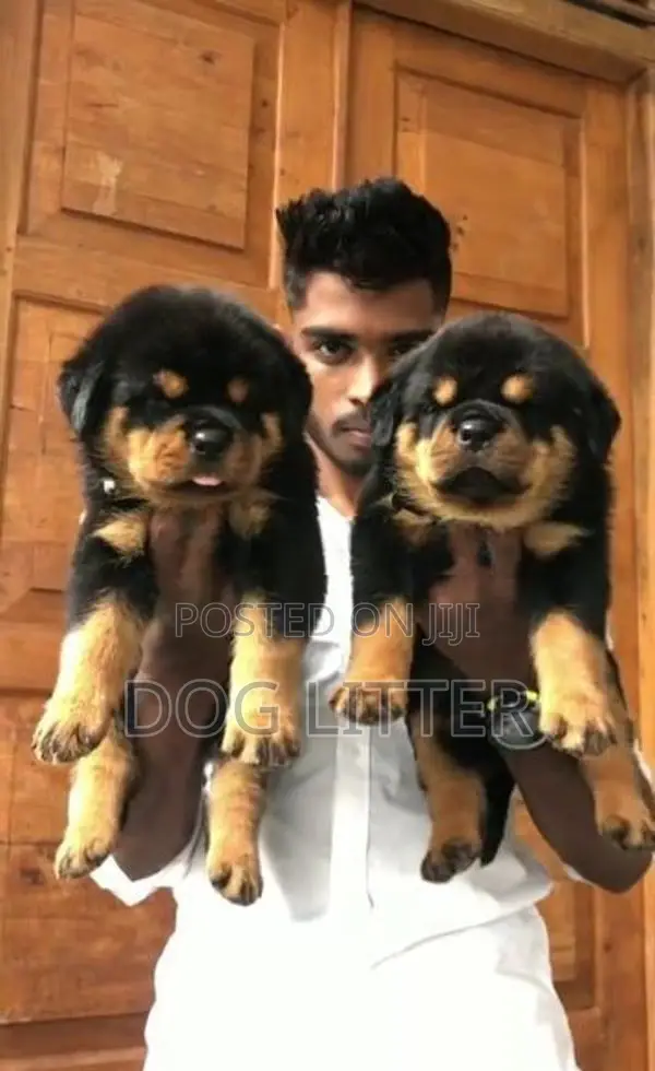 Rottweiler Puppies