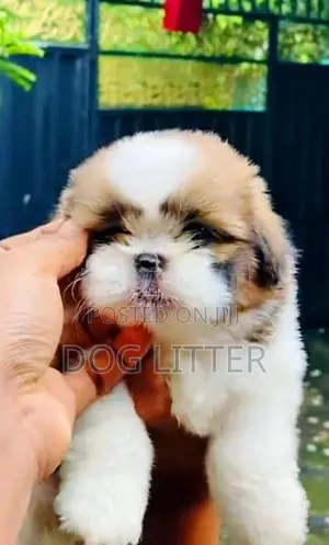 Shitzu Puppy