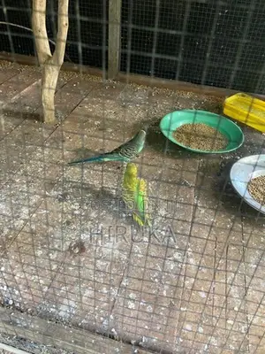 Lovebird