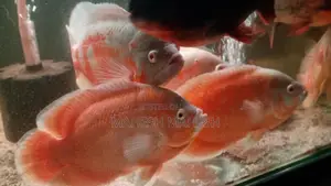 Oscar Fish
