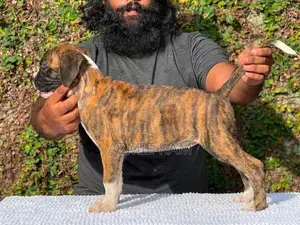 Boxer Puppies