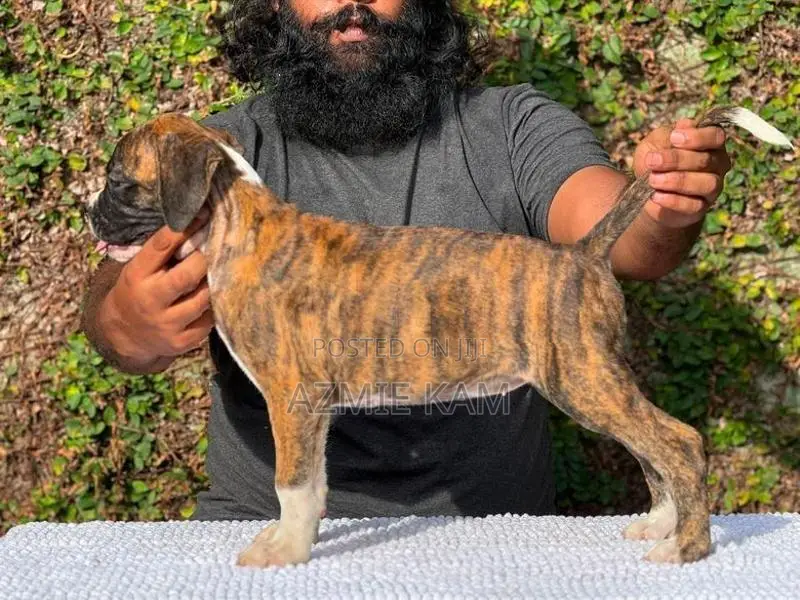 Boxer Puppies