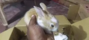 முயல் குட்டி