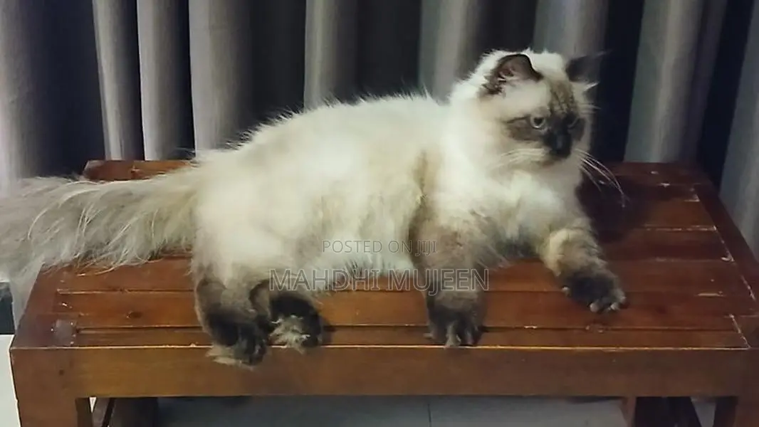 Himalayan Cat