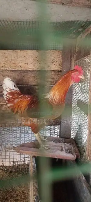 Rooster