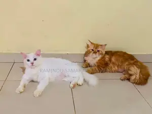 Persian Cat