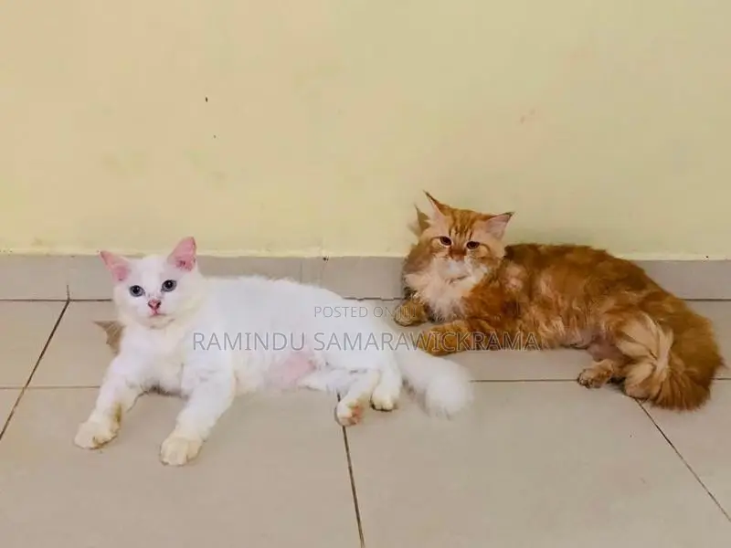 Persian Cat