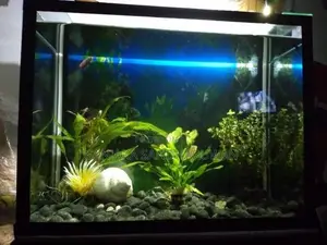 Fish Tank
