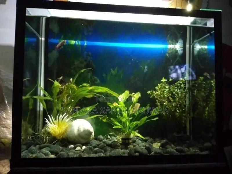 Fish Tank