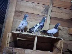 Pigeons