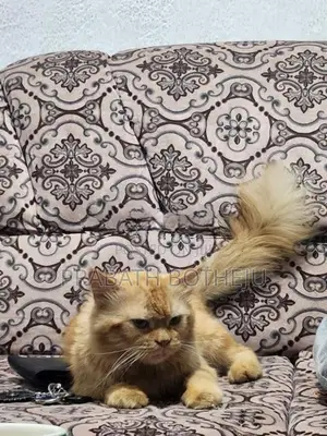 Persian Cat