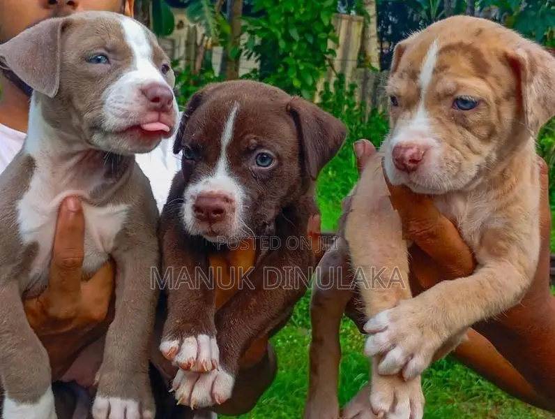 American Bully Puppies