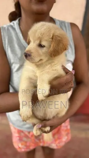 Golden Retriever Puppies