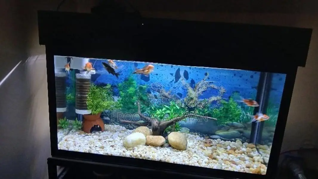 Fish Tank