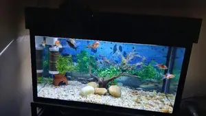 Fish Tank