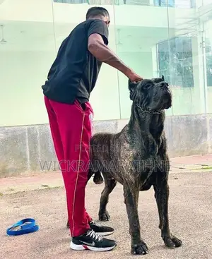 Cane Corso Male Puppy
